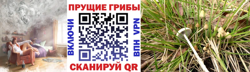 Псилоцибиновые грибы Magic Shrooms  kraken маркетплейс  Кизляр 